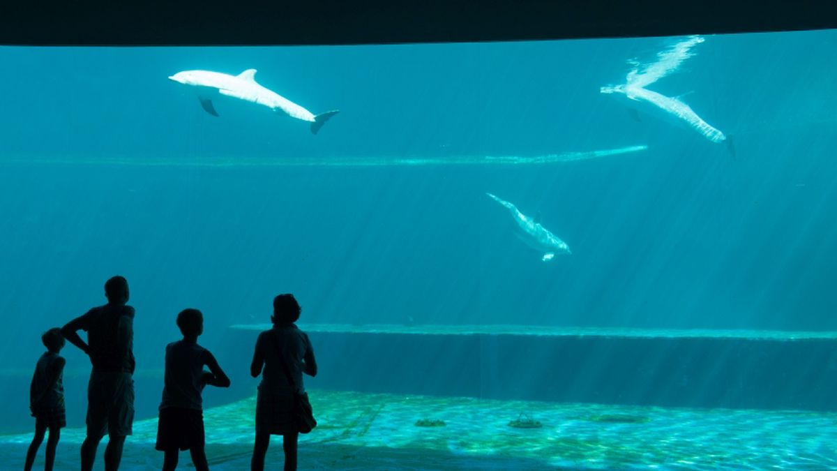   - Acquario di Genova a Genova